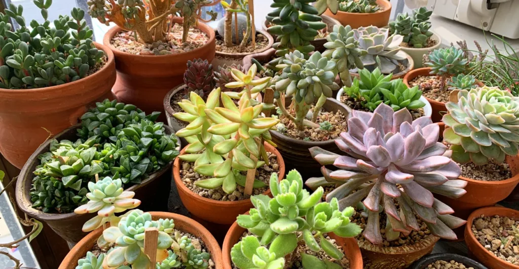 Ideias de Jardim pequeno suculentas
