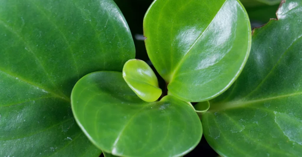 Plantas que purificam o ar