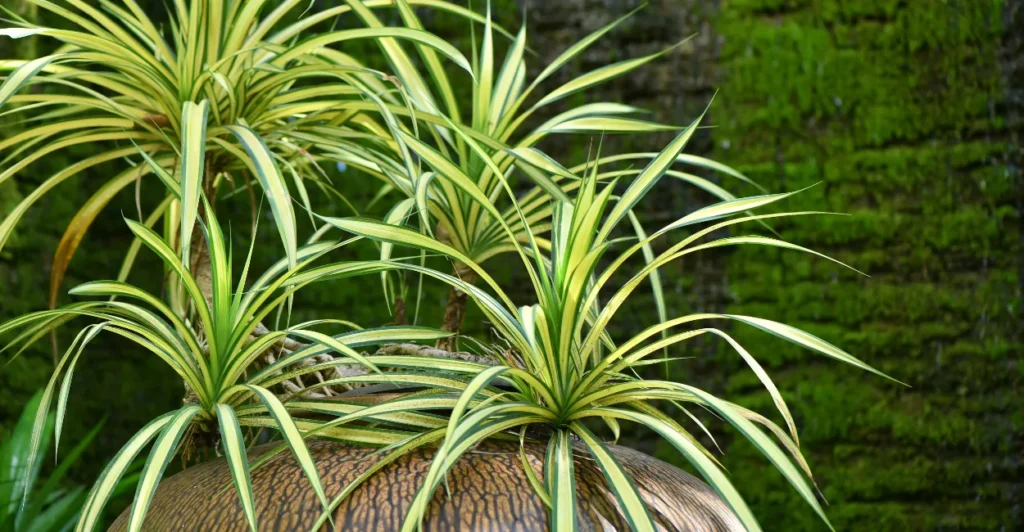 Plantas que purificam o ar