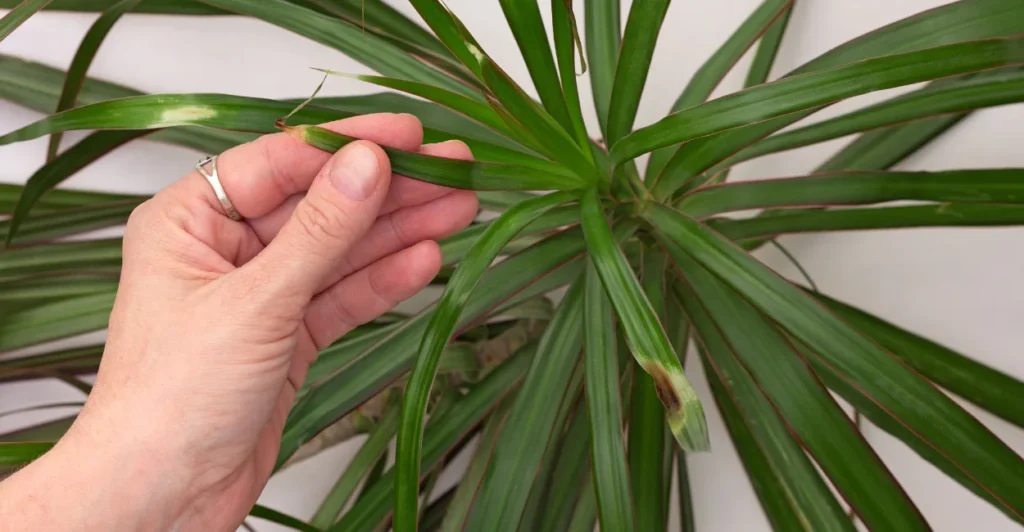 Plantas que purificam o ar