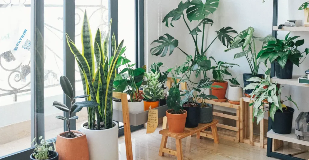 12 Plantas que Purificam o Ar e São Muito Resistentes 4 Plantas que purificam o ar