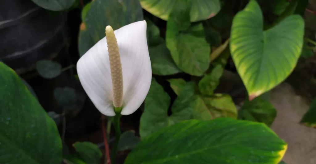 Plantas que purificam o ar