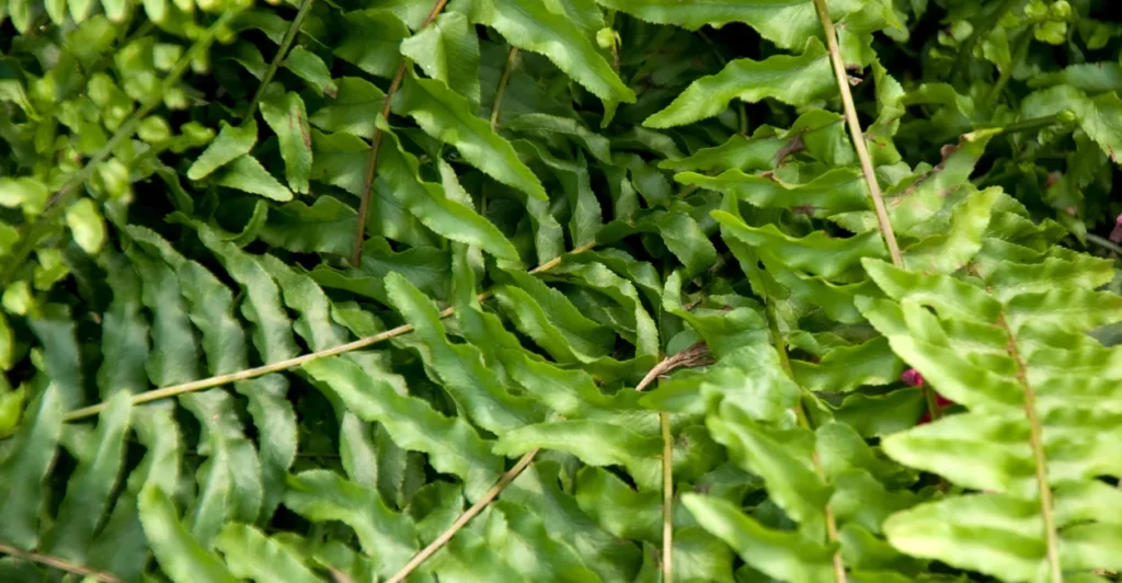 Plantas que purificam o ar