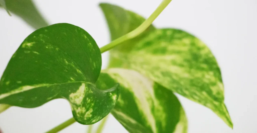 Plantas que purificam o ar