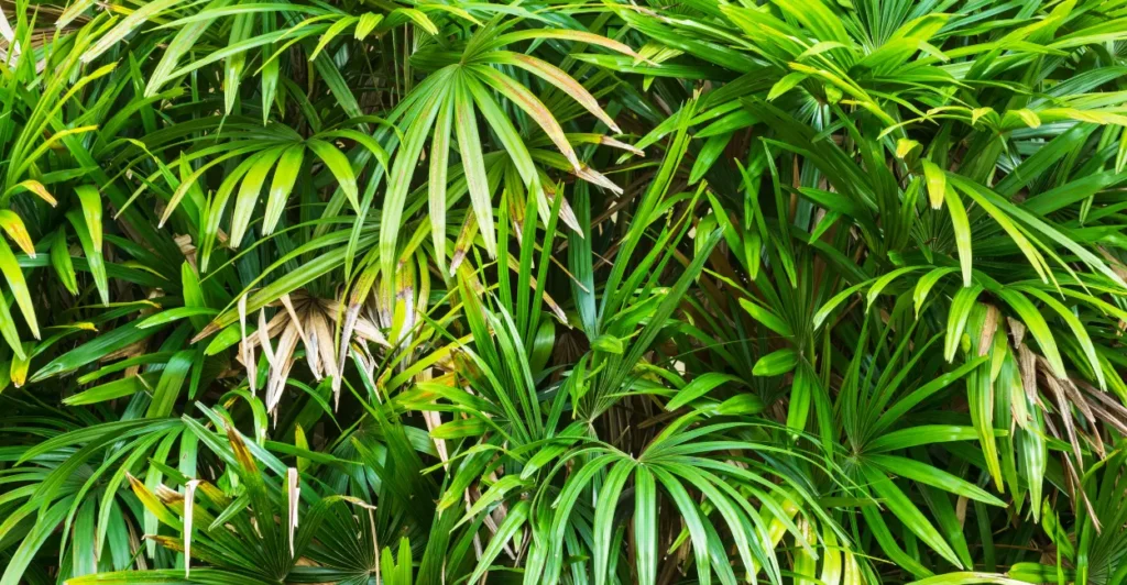 Plantas que purificam o ar