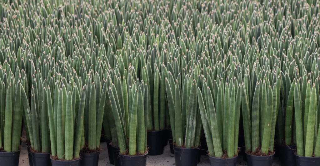 Plantas que purificam o ar