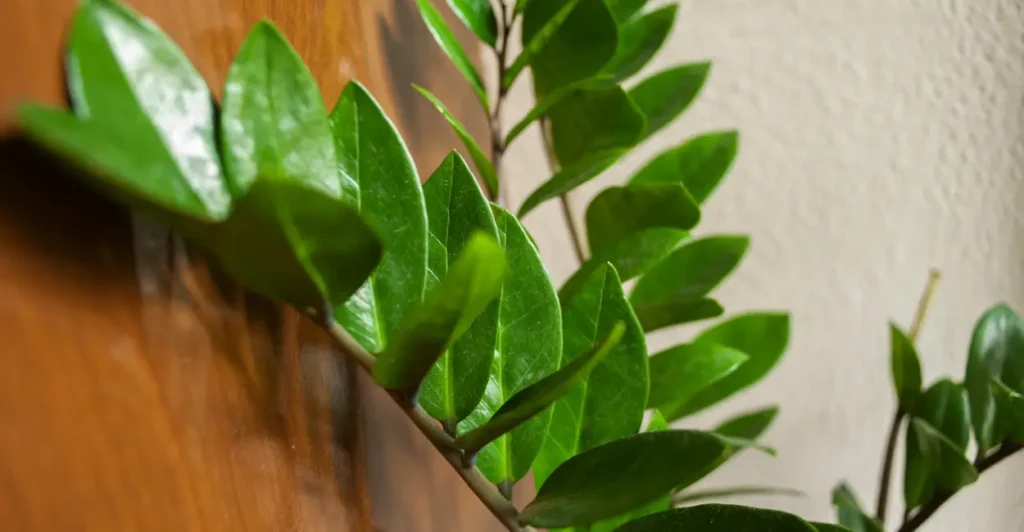 Plantas que purificam o ar