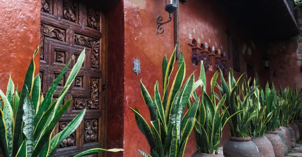 Plantas que purificam o ar