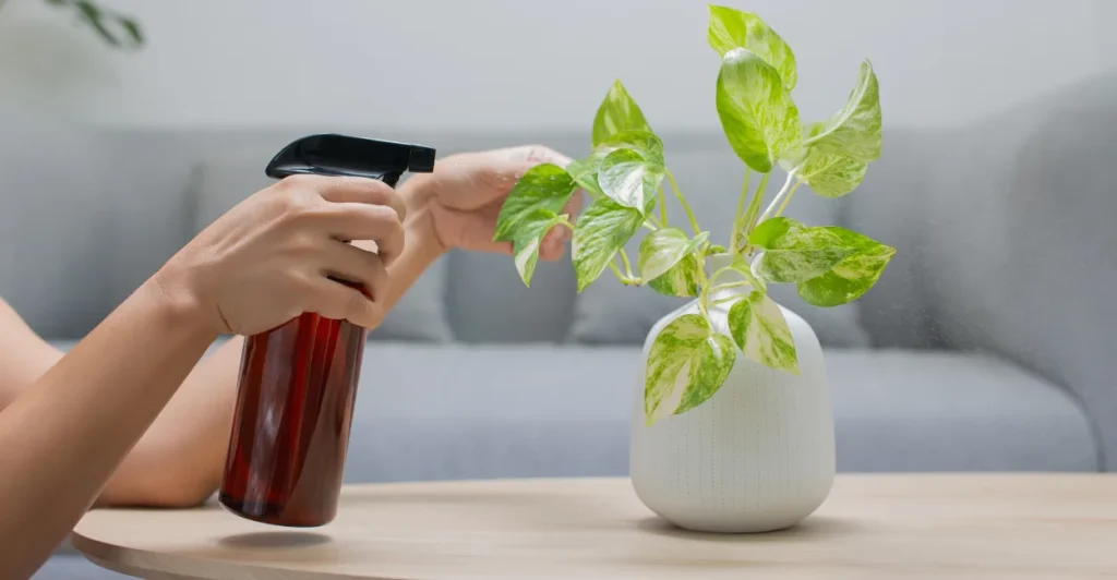 Plantas que purificam o ar