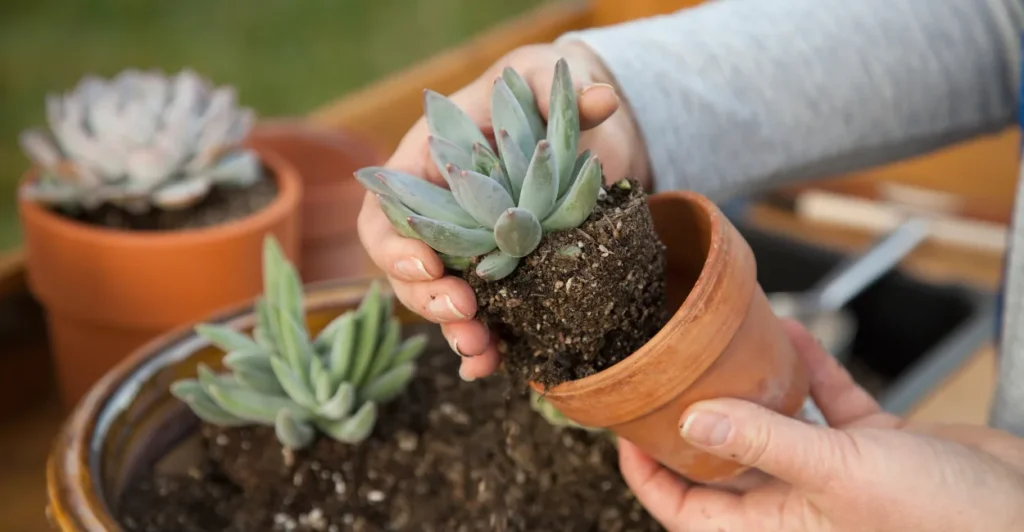 Plantas de Jardim Resistente ao Sol