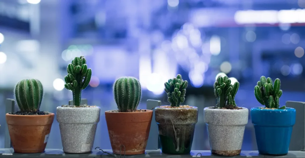Plantas de Jardim Resistente ao Sol