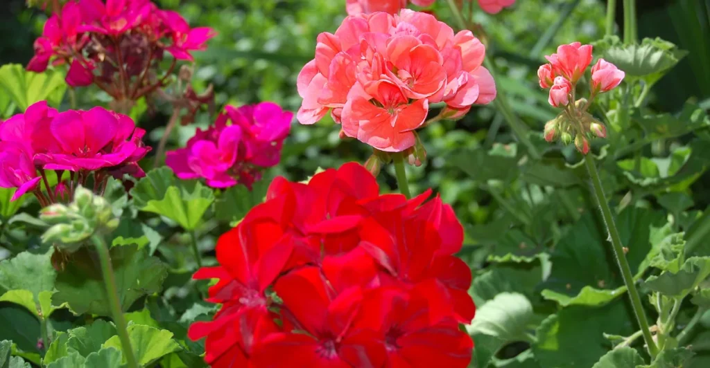 Plantas de Jardim Resistente ao Sol