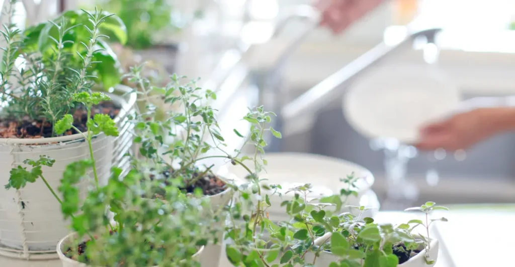 Horta em Apartamento: Cultive Temperos na Cozinha