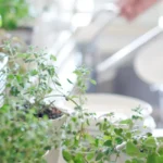 Horta em Apartamento: Cultive Temperos na Cozinha