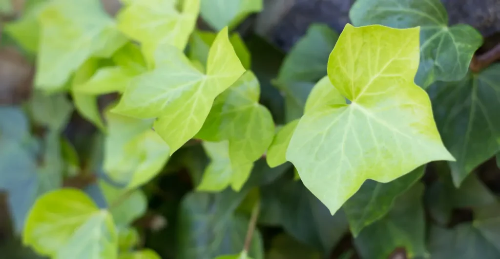 Plantas Que Purificam o Ar: As 10 Melhores Para Casa