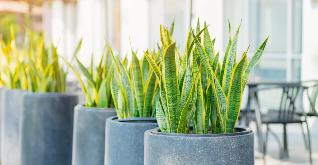 Plantas Que Purificam o Ar: As 10 Melhores Para Casa