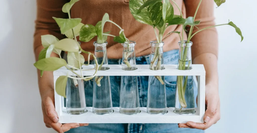 Plantas Que Purificam o Ar: As 10 Melhores Para Casa