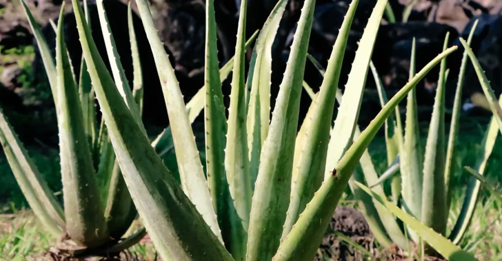 Plantas Que Purificam o Ar: As 10 Melhores Para Casa